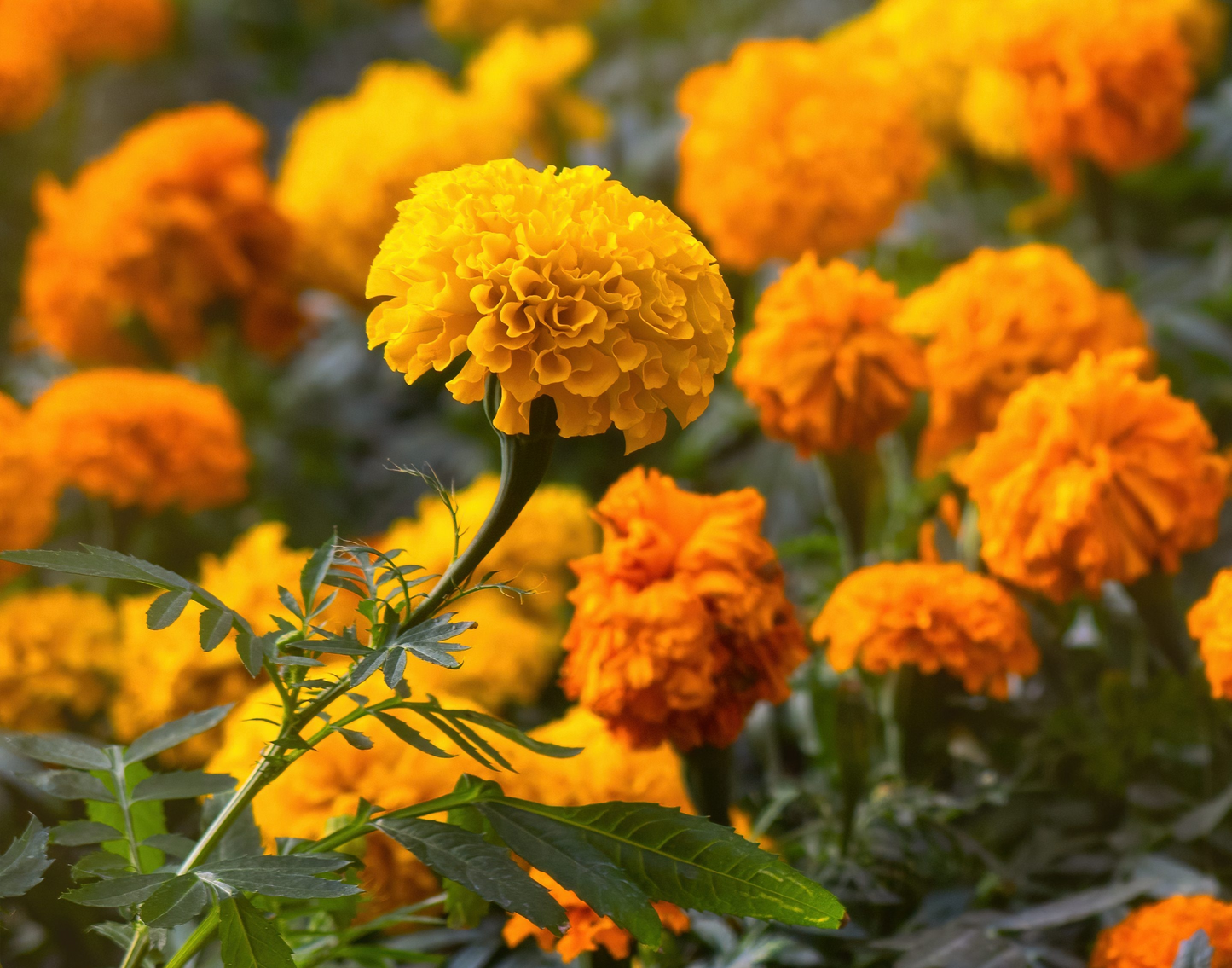 بذور وردة الماري قولد