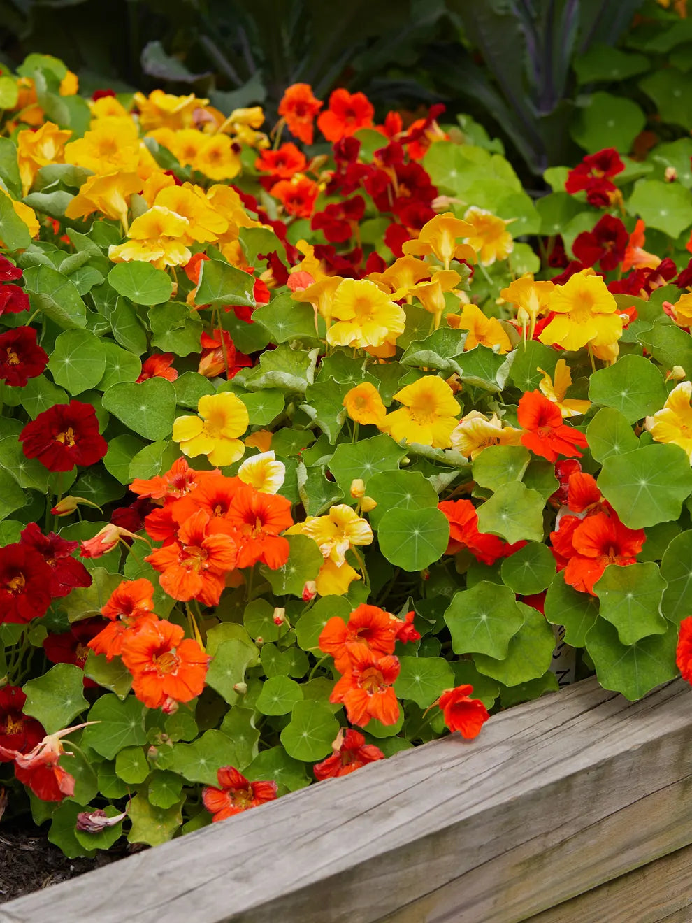 بذور وردة الناستروديوم