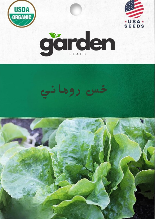 الخس الروماني