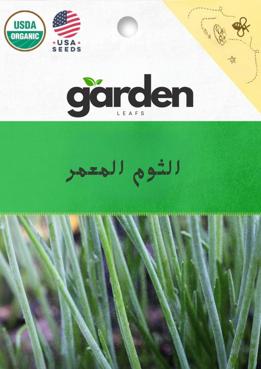 بذور الثوم المعمر