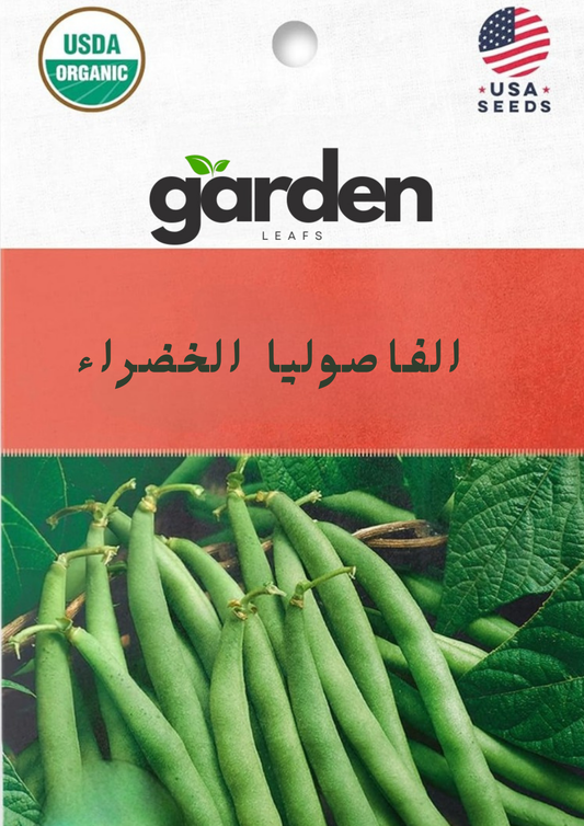 بذور الفاصولياء الخضراء