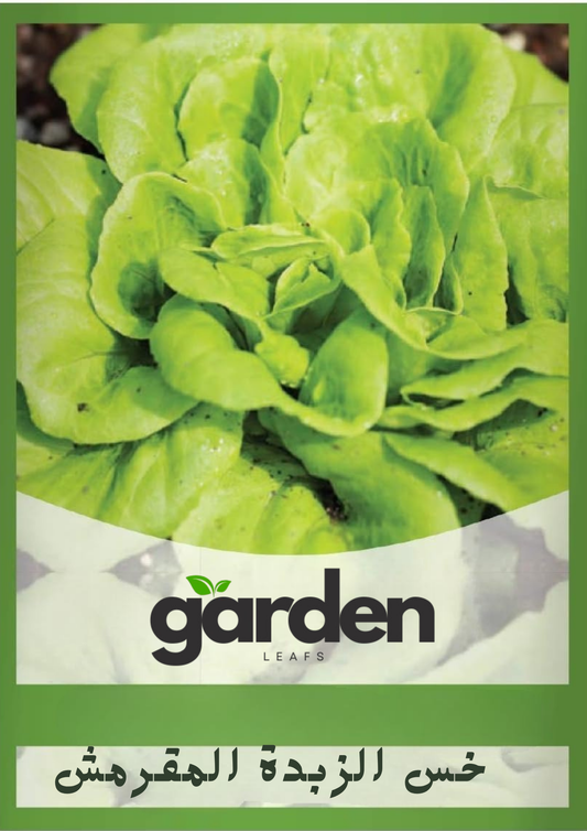 بذور خس الزبدة المقرمش