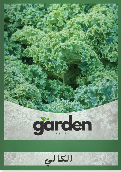 بذور الكرنب الأجعد – الكالي