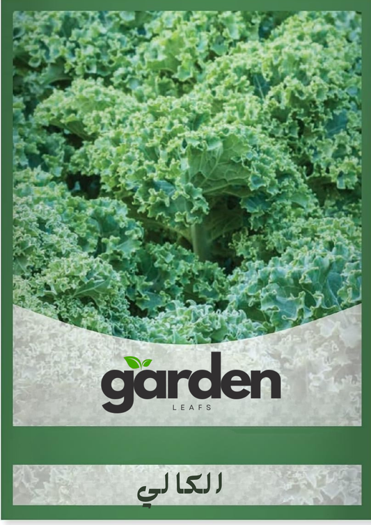 بذور الكرنب الأجعد – الكالي