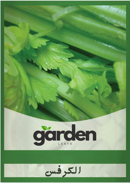 بذور الكرفس