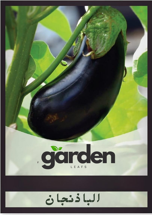 بذور الباذنجان