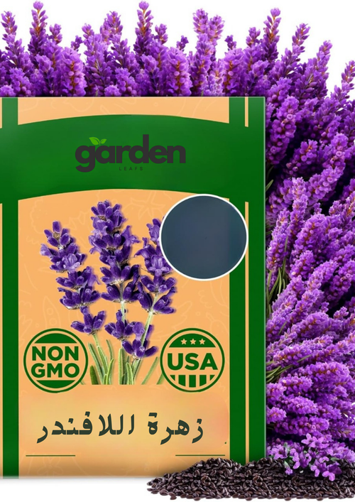 بذور زهرة اللافندر