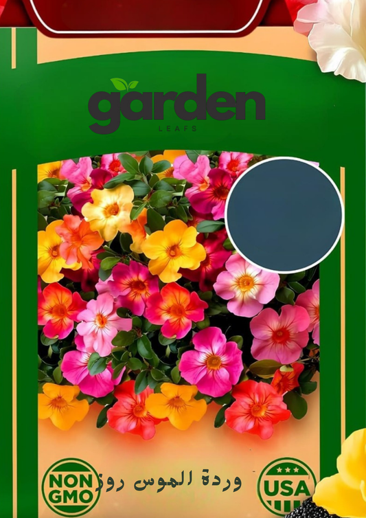 بذور وردة الموس روز