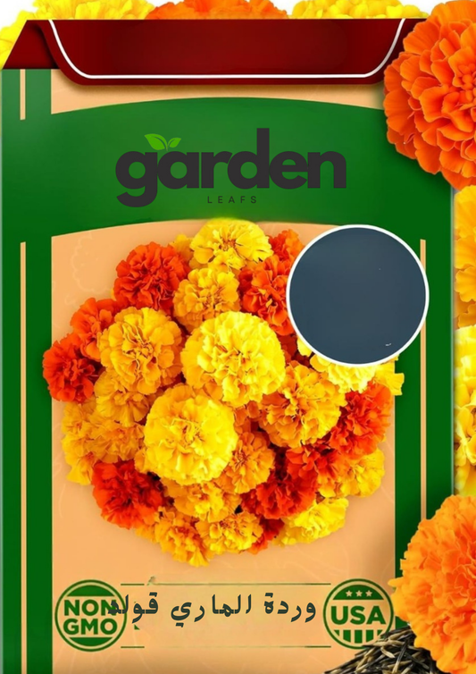 بذور وردة الماري قولد