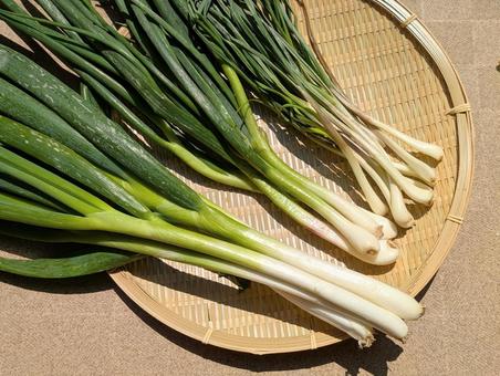 بذور بصل نيبُوكا