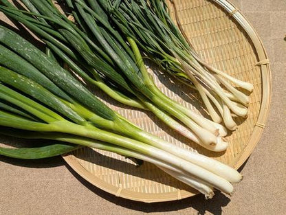 بذور بصل نيبُوكا