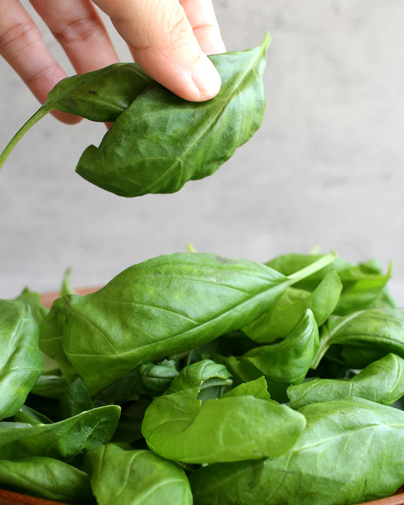 بذور الريحان الجنوفي الإيطالي