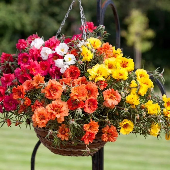 بذور وردة الموس روز