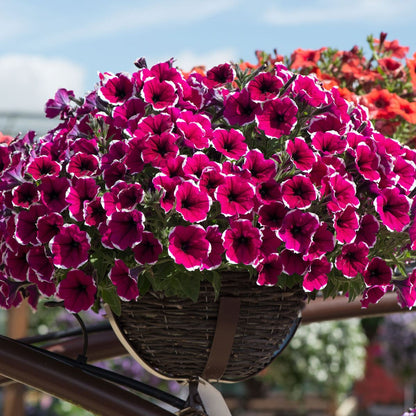 بذور وردة البيوتنيا